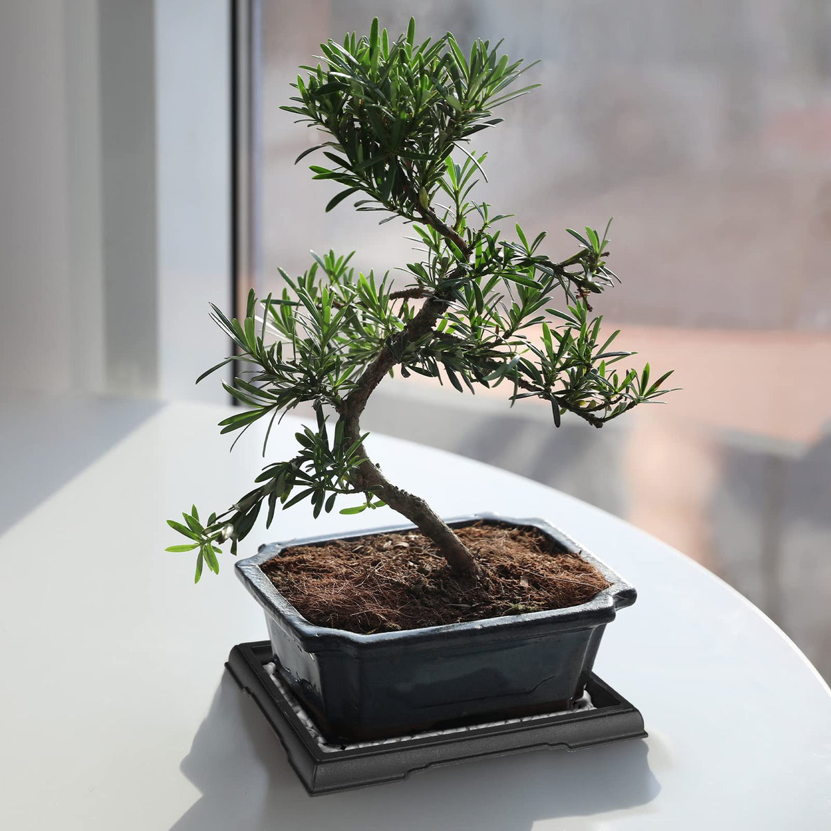 Pinkunn Bonsai Humidity Tray large outer size fits most pots for versatile use