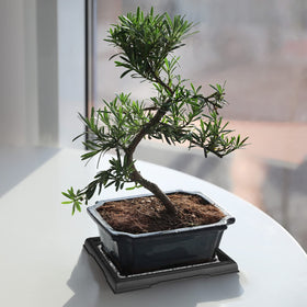 Pinkunn Bonsai Humidity Tray large outer size fits most pots for versatile use