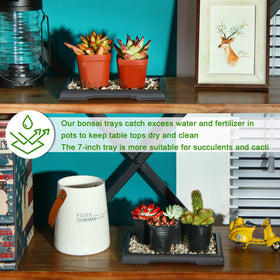 Pinkunn Bonsai Humidity Tray pack of 6 provides replacement options for your plants