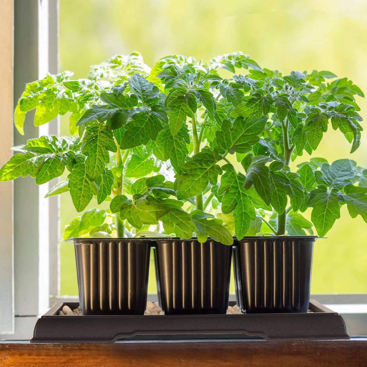 Pinkunn Bonsai Humidity Tray shows water collection reducing mess around pots