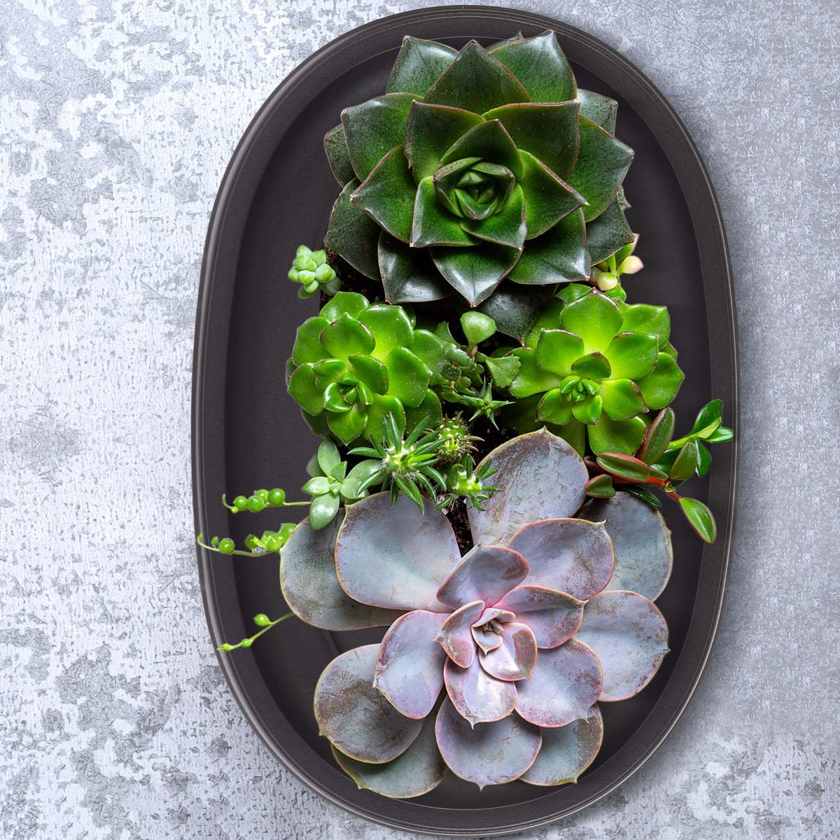 Pinkunn sturdy plastic material bonsai tray resists deformation and corrosion.