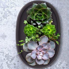 Pinkunn sturdy plastic material bonsai tray resists deformation and corrosion.