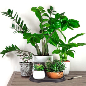 Pinkunn two-pack bonsai trays protect furniture by catching runoff.
