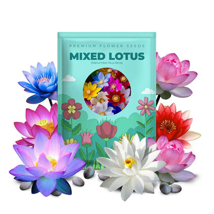 PIPA PAPA 100 mixed bowl lotus seeds for vibrant blooms in ponds