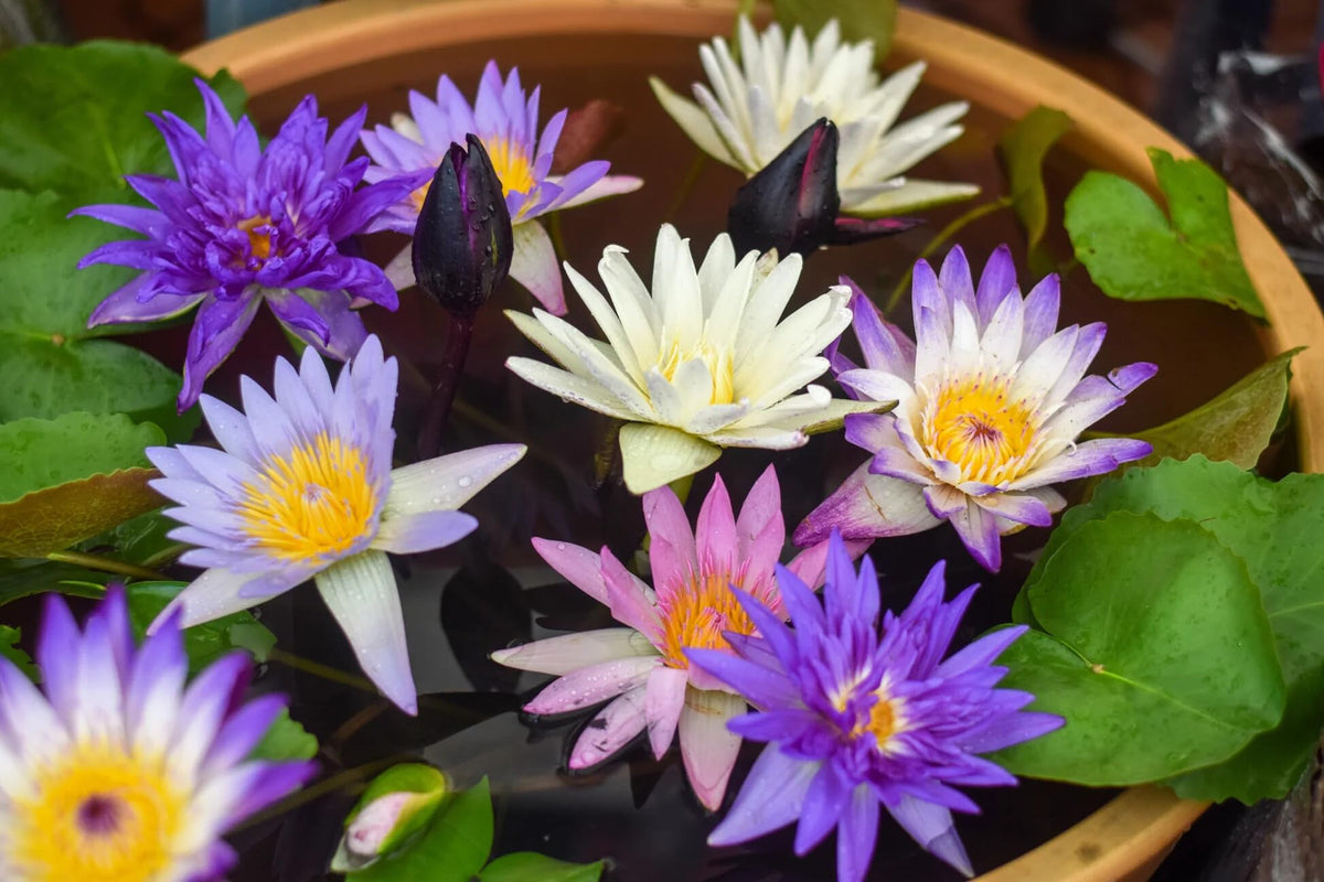 PIPA PAPA aquatic lotus seeds ideal for small containers and bowls