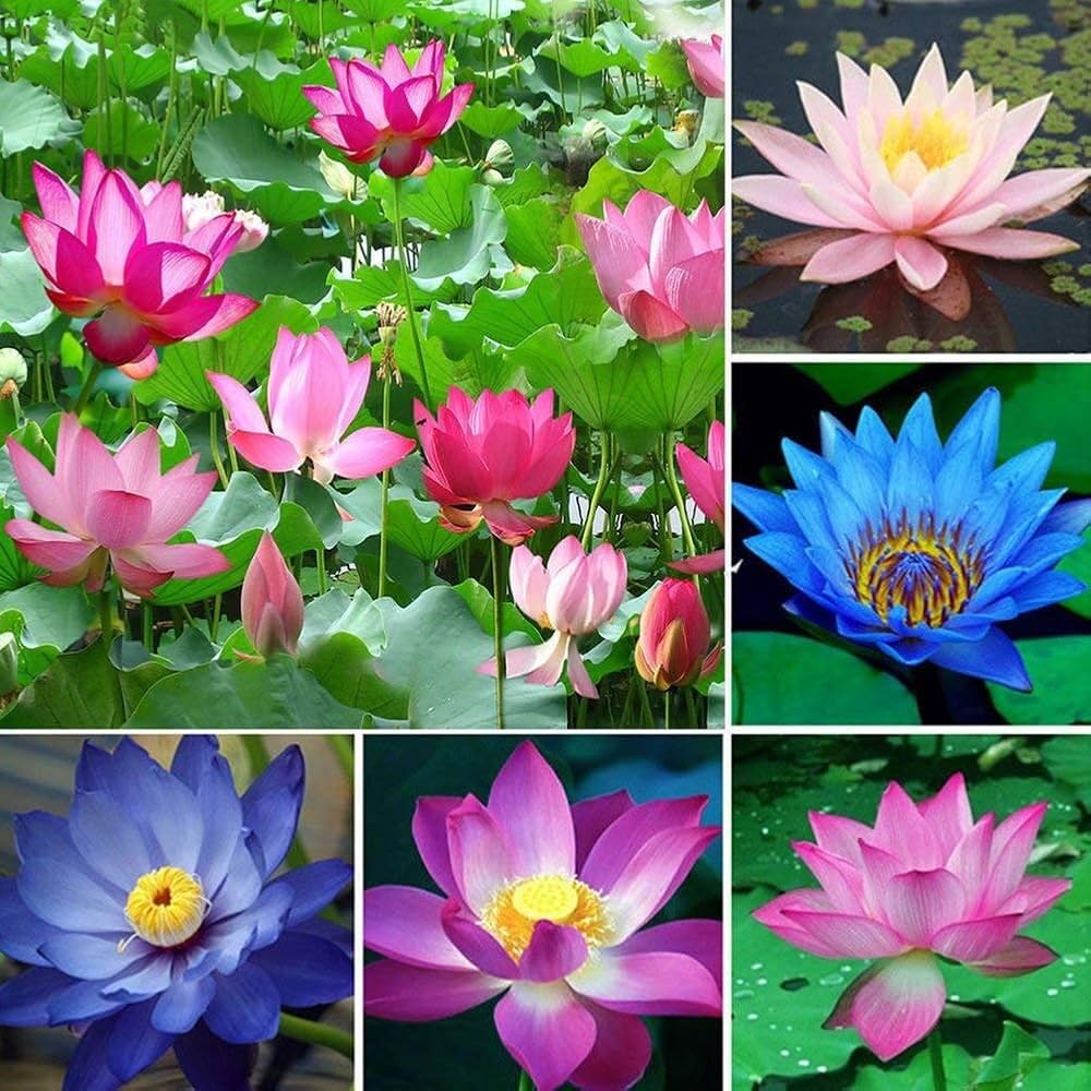 PIPA PAPA high germination lotus seeds for strong, healthy growth