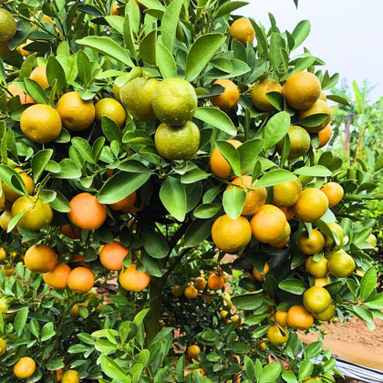 PIPA PAPA calamansi seeds close-up for beginner-friendly citrus cultivation.