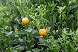 PIPA PAPA calamansi seeds ideal for containers and patios.