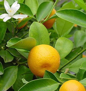 PIPA PAPA calamansi seedling transplant for larger pots or beds.