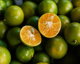 Soaking PIPA PAPA calamansi seeds in warm water to boost germination.