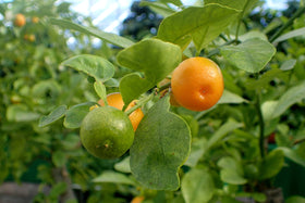 PIPA PAPA calamansi seeds require consistent moisture and indirect sunlight.