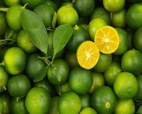 PIPA PAPA calamansi seeds in well-draining soil promoting healthy growth.