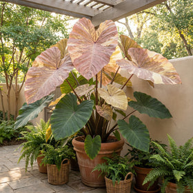 Pipa Papa Colocasia seedlings thriving in a container garden for lush foliage.
