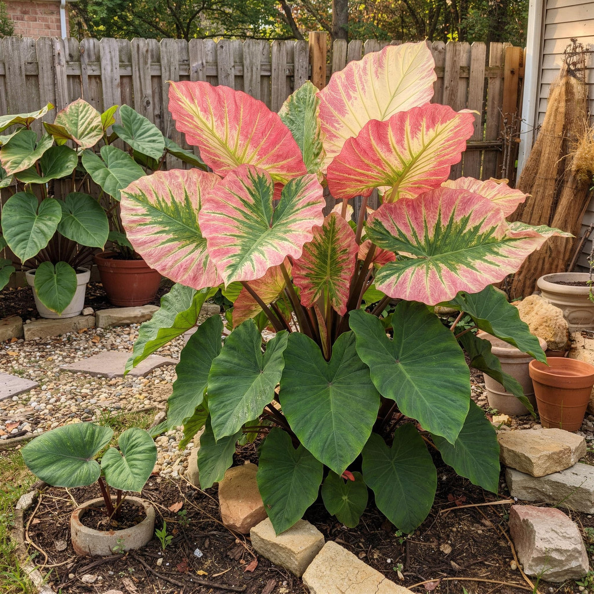 Pipa Papa Colocasia seeds planted one-quarter inch deep in rich, well-draining soil.