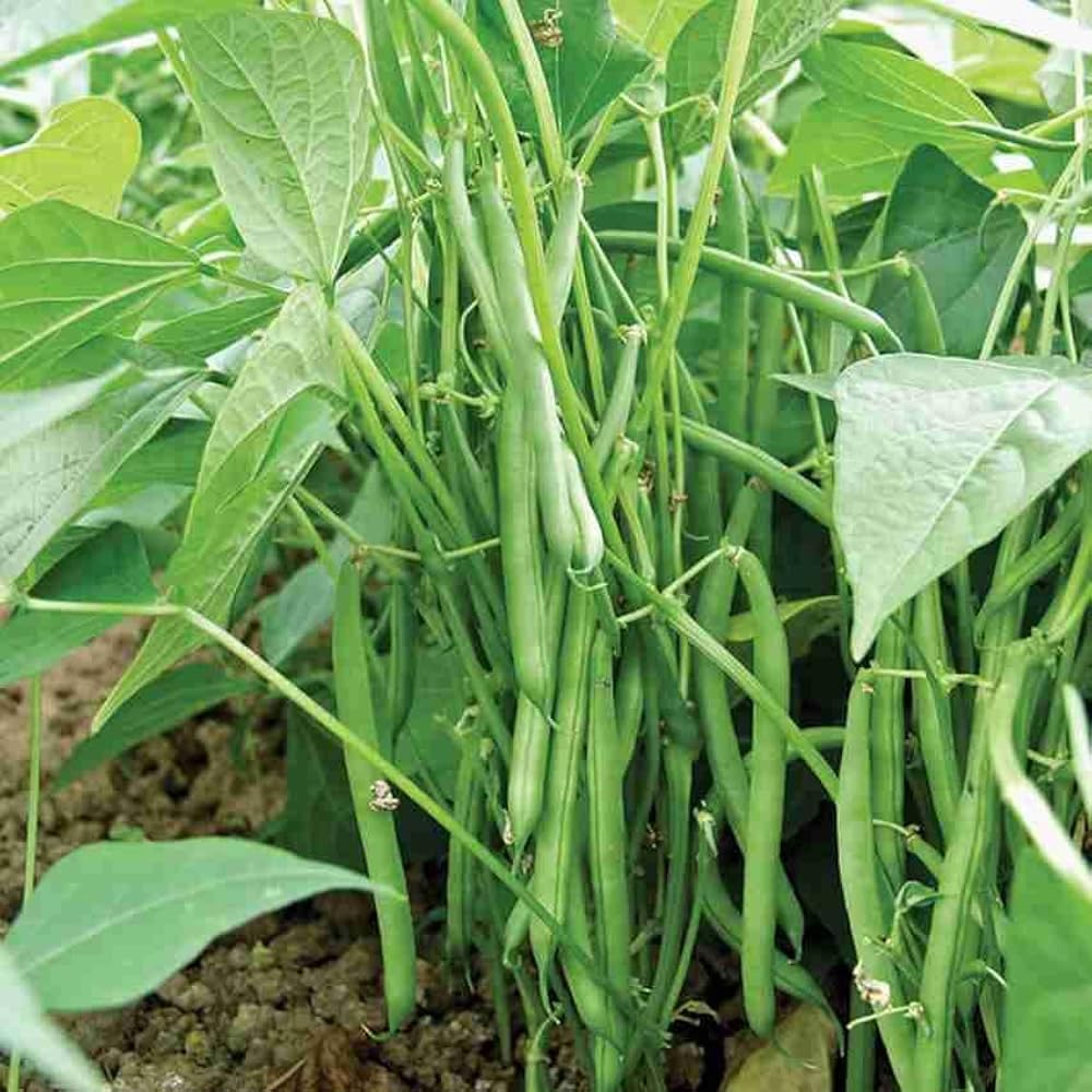PIPA PAPA crisp tender pods highlight versatile cooking and nutritious meals.