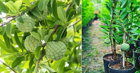 PIPA PAPA harvested sugar apples illustrate home-grow fruit yield