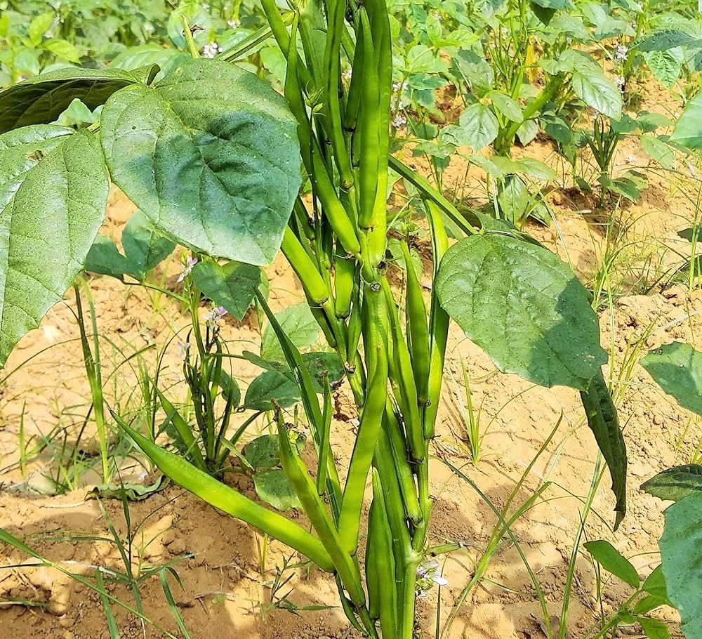 PIPA PAPA guar seeds pack back highlighting quality selection for robust growth.