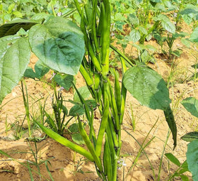 PIPA PAPA guar seeds pack back highlighting quality selection for robust growth.