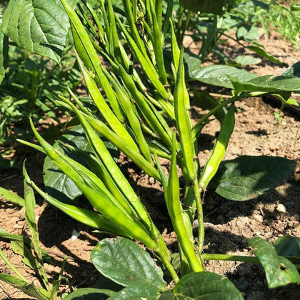 PIPA PAPA Guar seeds pack front for home gardening and high germination potential.