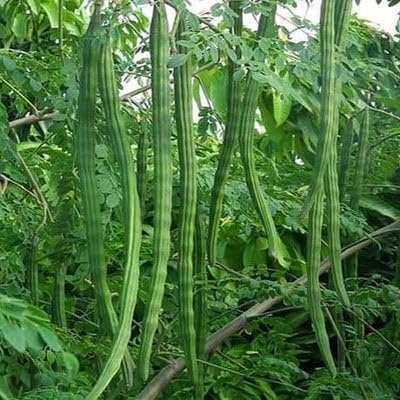 PIPA PAPA Indian Moringa seeds pack-15 front: compact pack ideal for starting a home garden.
