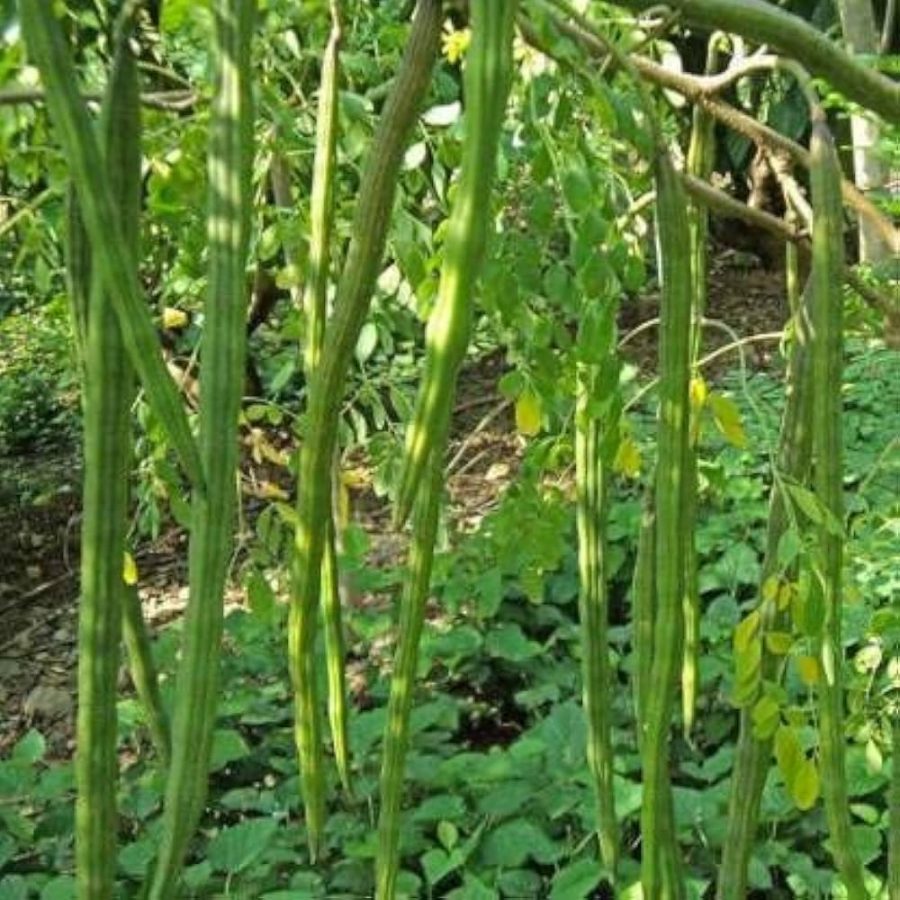 PIPA PAPA Indian Moringa seeds pack-15 sowing-setup: easy-to-use for quick terrace planting.