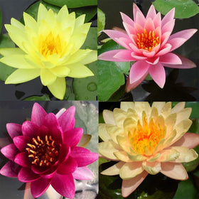 PIPA PAPA multicolor lotus seeds for easy garden addition and gifting