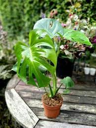 PIPA PAPA Monstera seedlings thriving under bright indirect light with proper humidity.