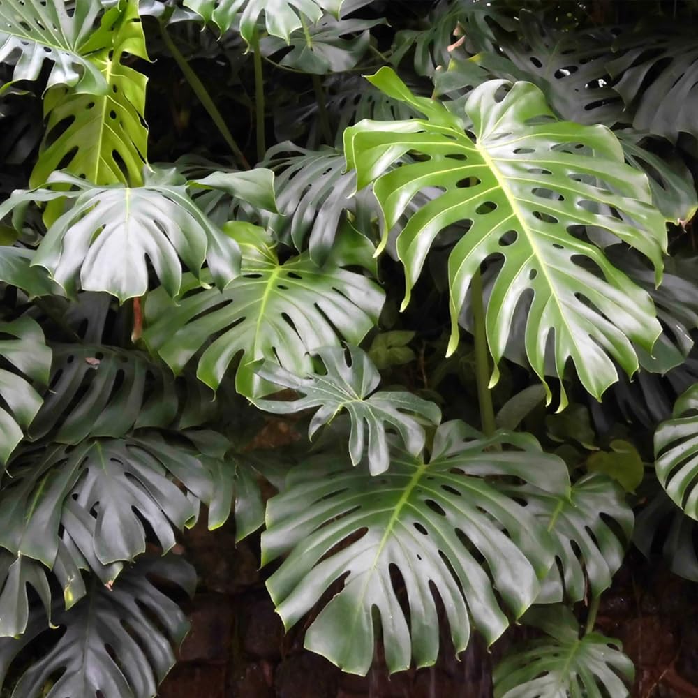 PIPA PAPA Monstera seeds suitable for indoor or outdoor growing in warm, humid spaces.