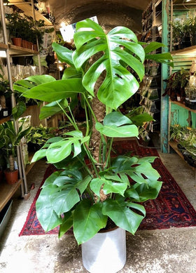 PIPA PAPA Monstera seeds planted 1/4 inch deep in well-draining soil for strong roots.
