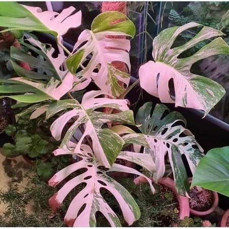 PIPA PAPA Monstera seeds in nutrient-rich mix supporting healthy sprouting.