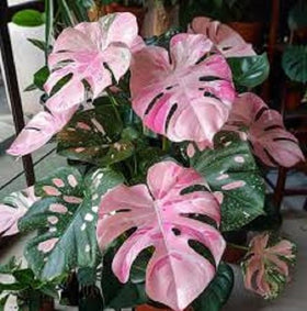 PIPA PAPA Monstera seeds in well-draining soil for healthy roots