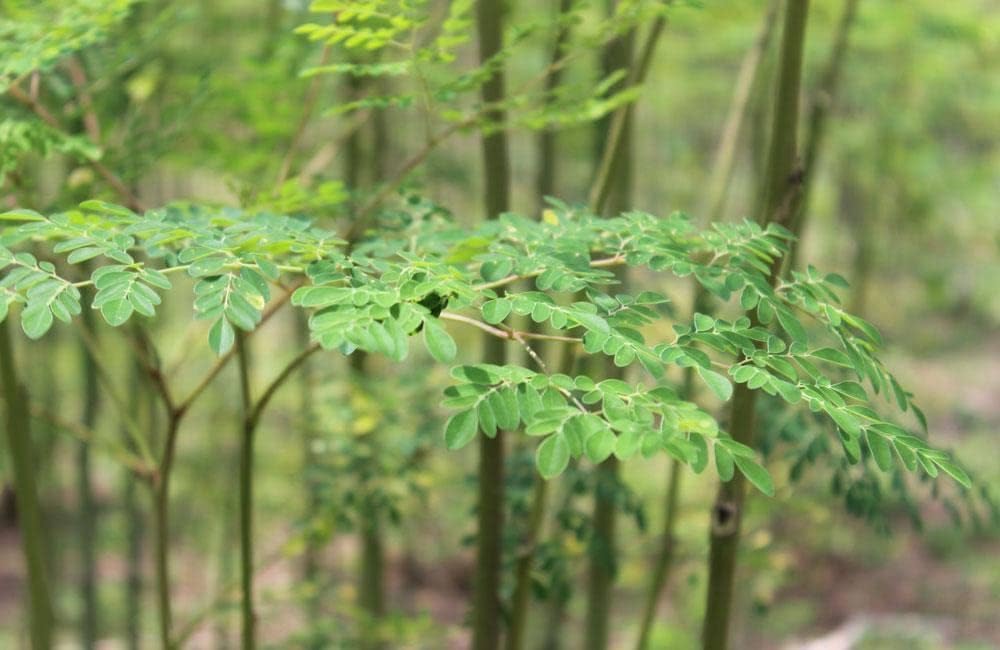 PIPA PAPA Moringa-care-guide-well-drained-soil: supports healthy germination and growth.