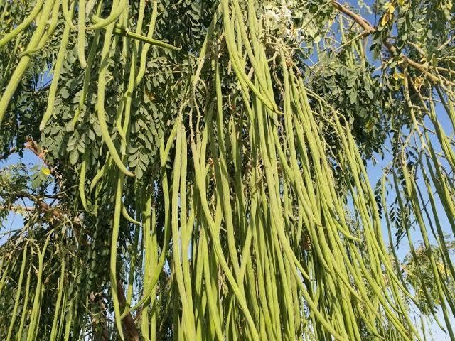 PIPA PAPA Moringa-hardy-plant-care: low-maintenance option for beginners.
