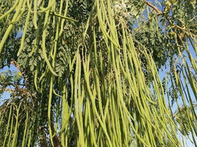 PIPA PAPA Moringa-hardy-plant-care: low-maintenance option for beginners.