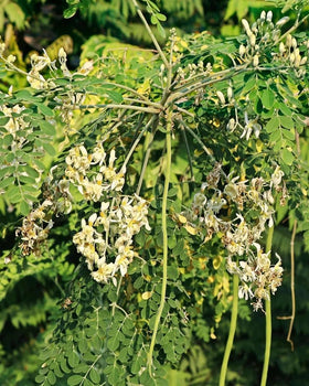 PIPA PAPA Moringa-pots-outdoor-planting: fits balconies and sunny patios.