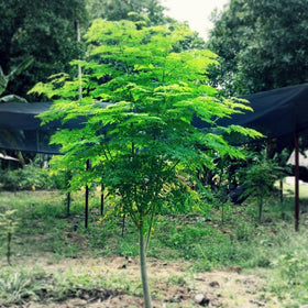 PIPA PAPA Moringa seedlings-in-pot: hardy starter for container gardens.