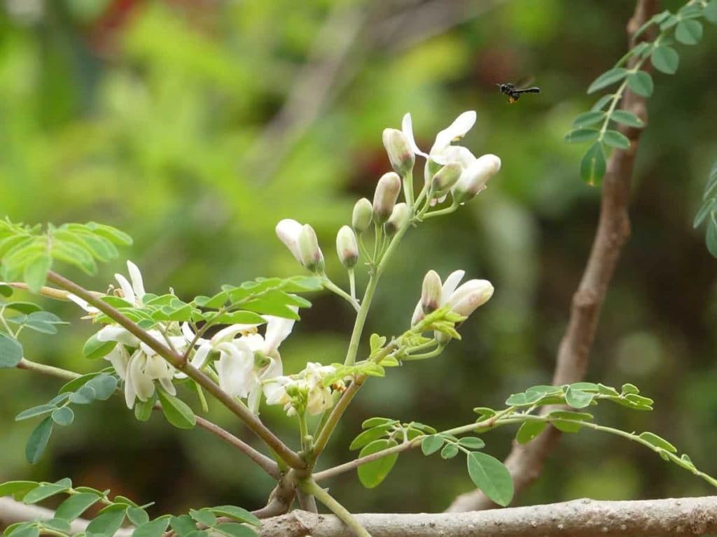 PIPA PAPA Moringa-seeds-label-detail: clear packaging for easy identification.