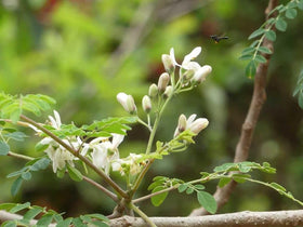 PIPA PAPA Moringa-seeds-label-detail: clear packaging for easy identification.