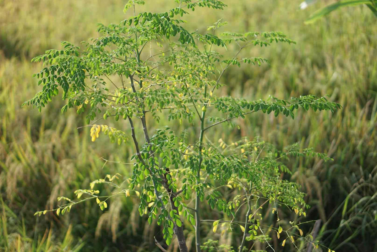 PIPA PAPA Moringa-terrace-garden-collection: thriving green addition for urban spaces.