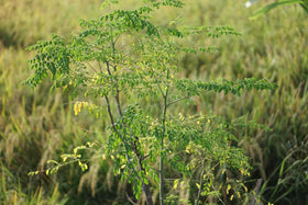 PIPA PAPA Moringa-terrace-garden-collection: thriving green addition for urban spaces.