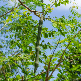 PIPA PAPA Moringa-tree-pods-and-leaves: versatile harvest for fresh greens.