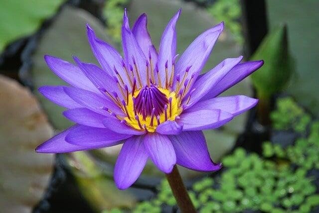 PIPA PAPA lotus seeds for sunlit water gardens and bowls