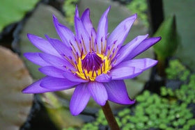 PIPA PAPA lotus seeds for sunlit water gardens and bowls