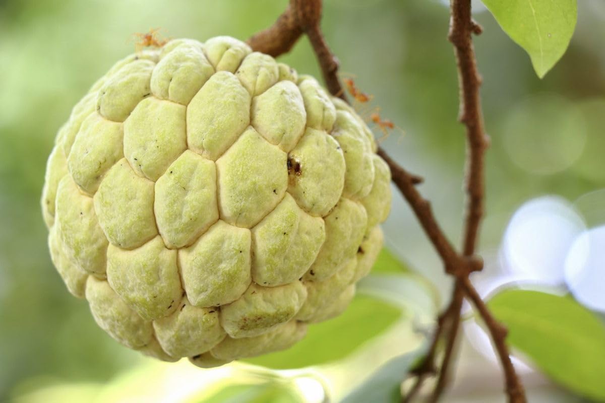 PIPA PAPA shallow planting guide image promotes strong root establishment