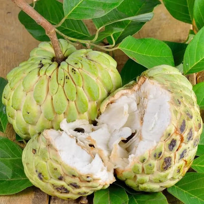 PIPA PAPA sugar apple seeds pack for home planting and germination potential