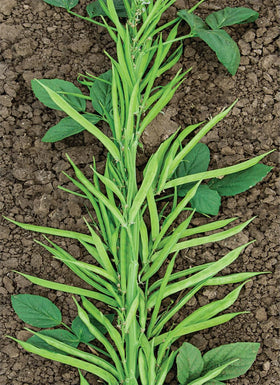 PIPA PAPA sustainable gardening concept promotes chemical-free, eco-friendly home growing.