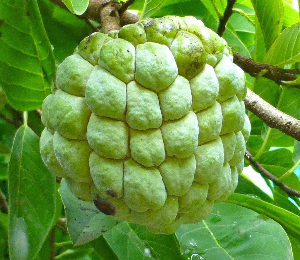 PIPA PAPA young seedlings thriving in a container