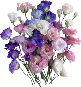 PIPA PAPA lisianthus in full sun bloom adds color to borders.