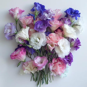 PIPA PAPA lisianthus display in summer garden suitable for cutting.