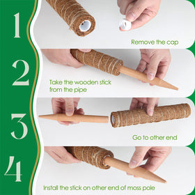 Pisol moss pole near the plant supports climbing vines and quick setup with twine